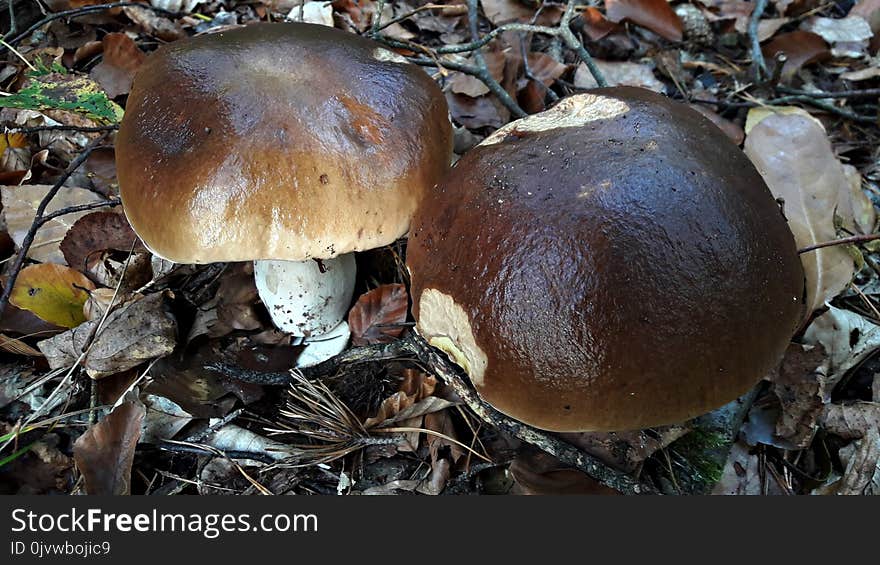 Mushroom, Penny Bun, Fungus, Bolete