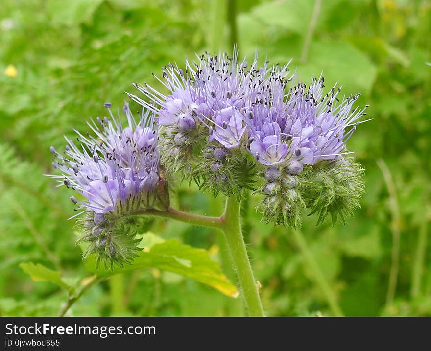 Plant, Noxious Weed, Flower, Silybum