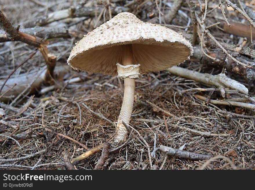 Mushroom, Fungus, Edible Mushroom, Agaricaceae