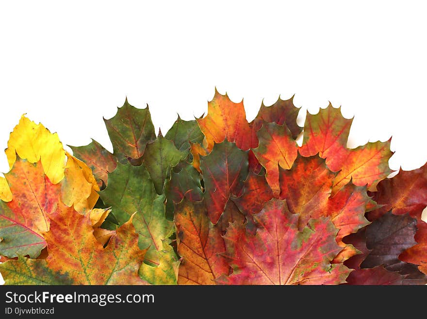 Leaf, Autumn, Maple Leaf, Tree