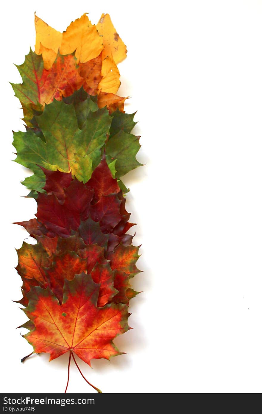 Leaf, Maple Leaf, Autumn, Tree