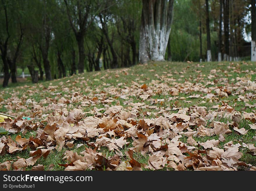 Leaf, Deciduous, Autumn, Tree