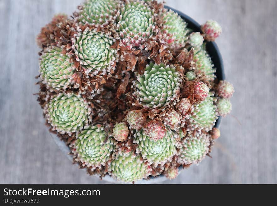 Plant, Flowerpot, Cactus, Stonecrop Family