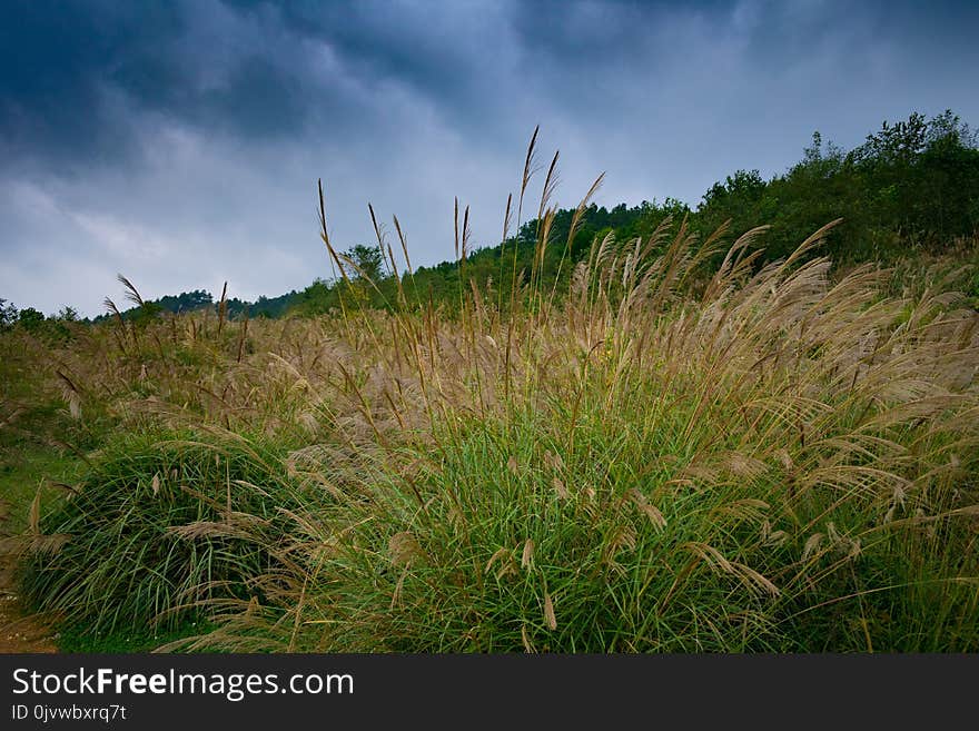 Ecosystem, Vegetation, Grassland, Sky