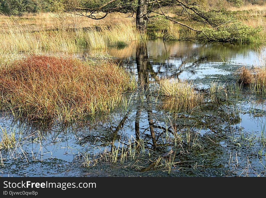 Reflection, Water, Wetland, Swamp