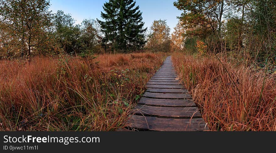 Path, Nature Reserve, Ecosystem, Wilderness