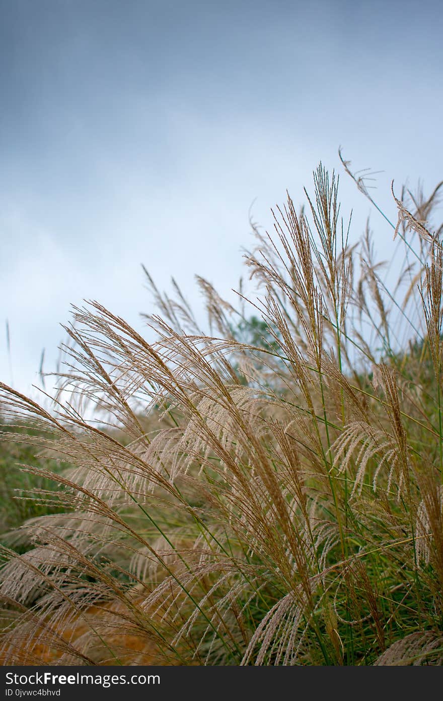 Sky, Ecosystem, Vegetation, Grass