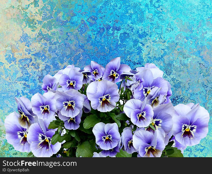 Flower, Blue, Flowering Plant, Plant