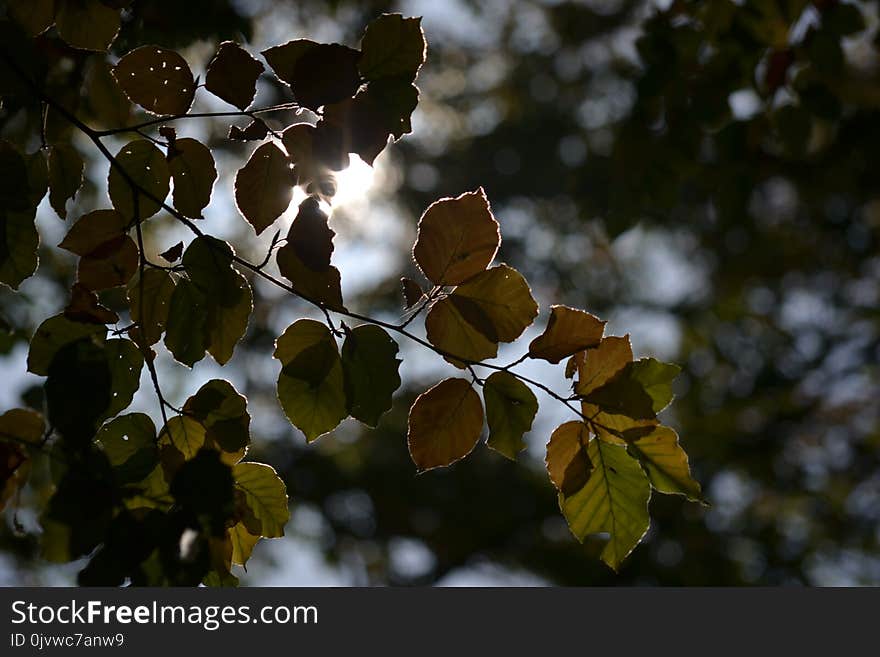 Leaf, Tree, Branch, Deciduous