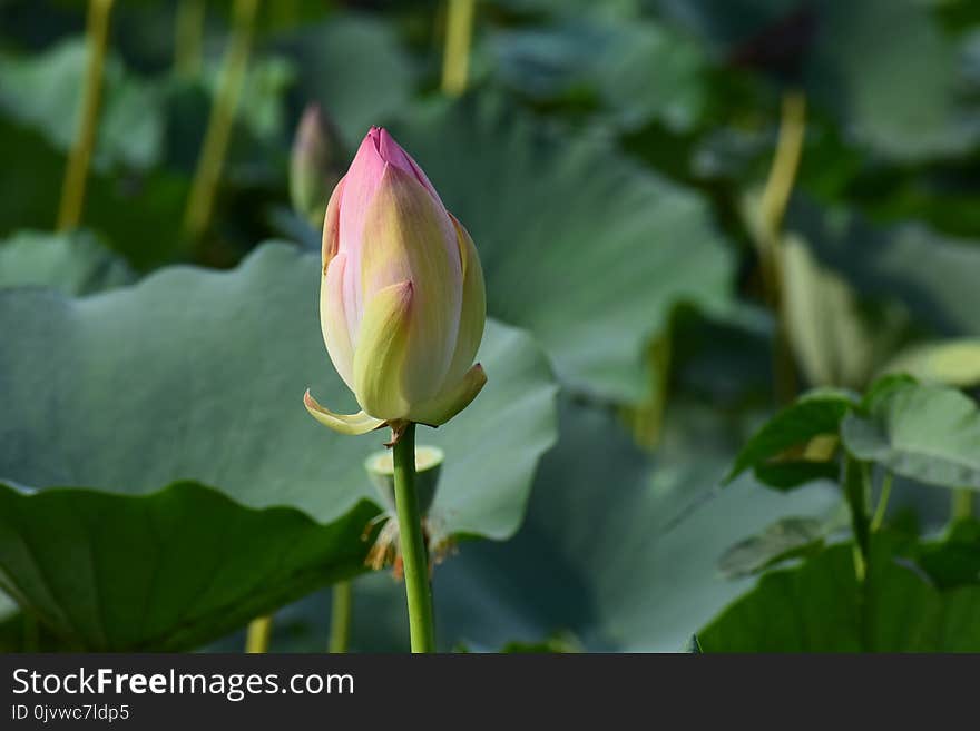 Lotus, Sacred Lotus, Flower, Aquatic Plant