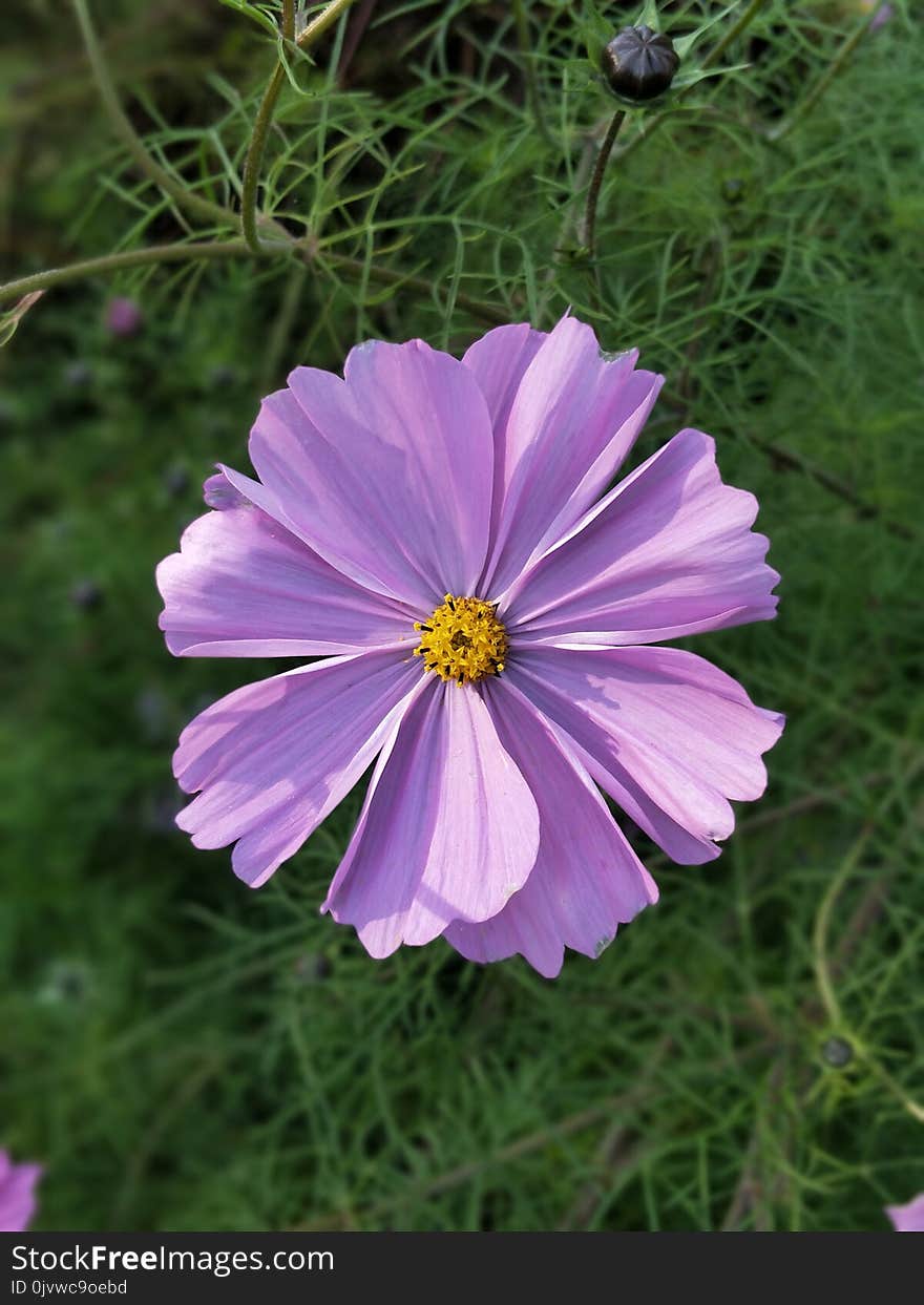 Flower, Garden Cosmos, Plant, Flora