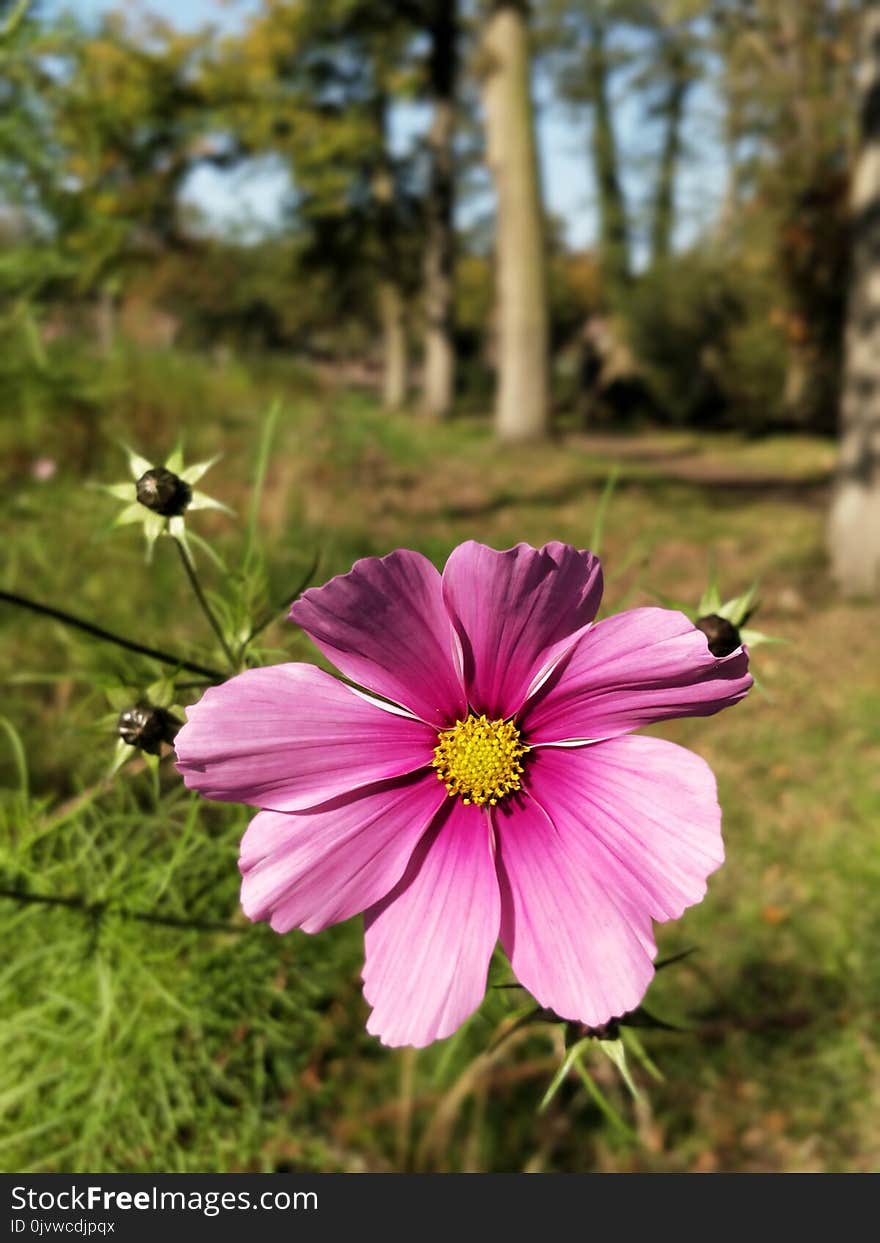 Flower, Garden Cosmos, Flora, Plant