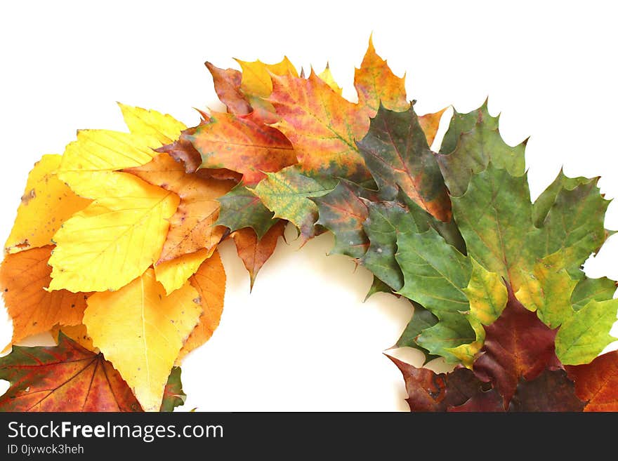 Leaf, Autumn, Maple Leaf, Plant