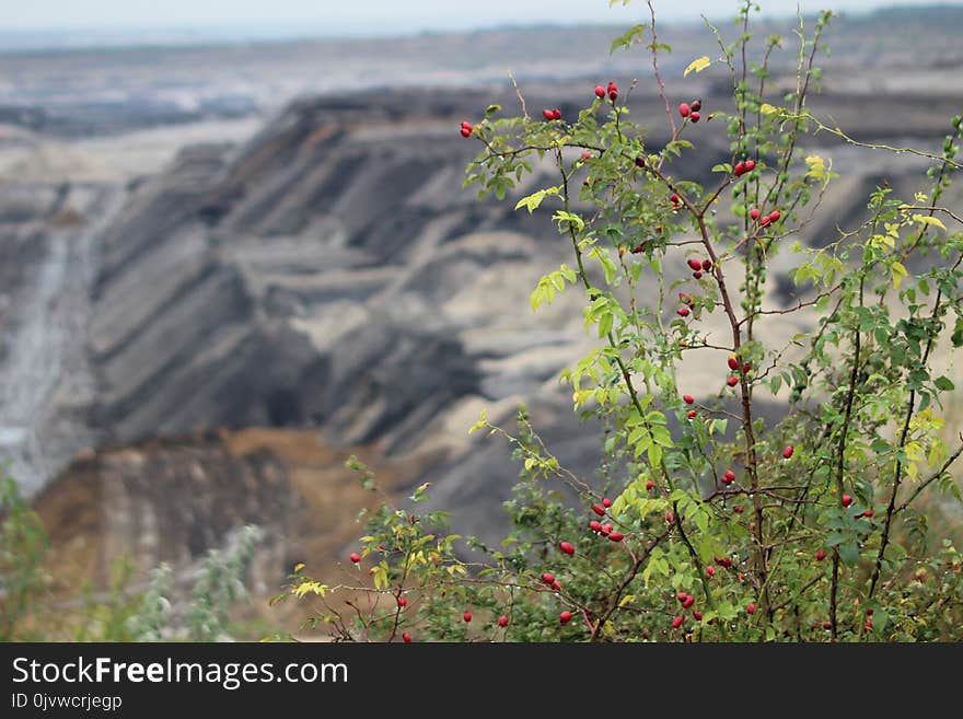 Vegetation, Flora, Leaf, Flower