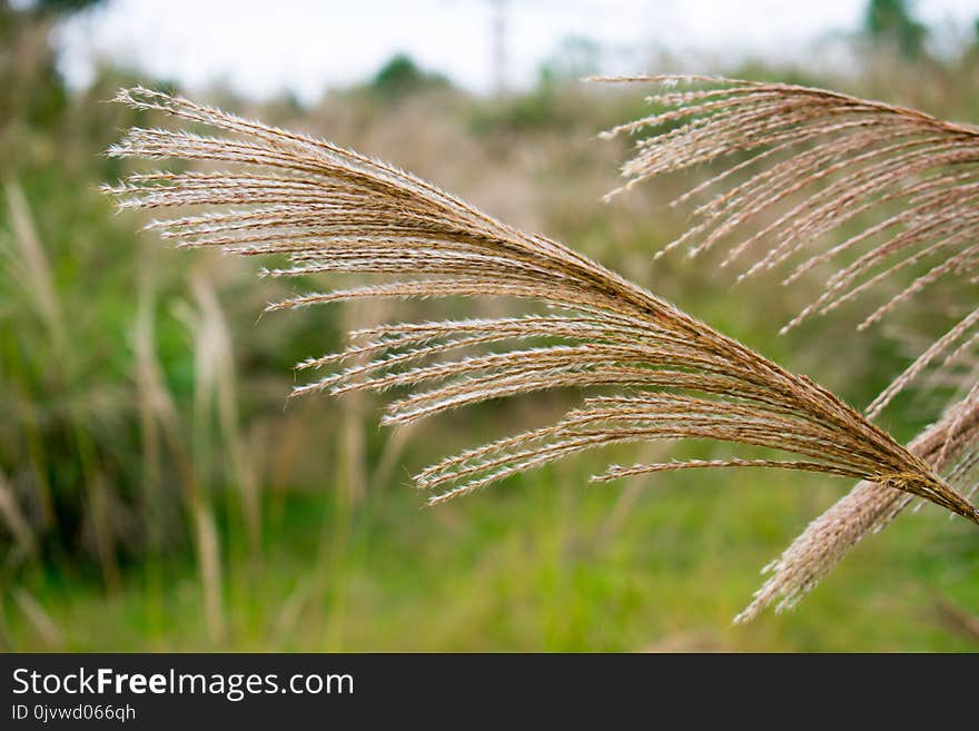 Grass, Grass Family, Close Up, Plant