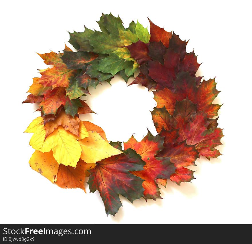 Leaf, Maple Leaf, Tree, Autumn