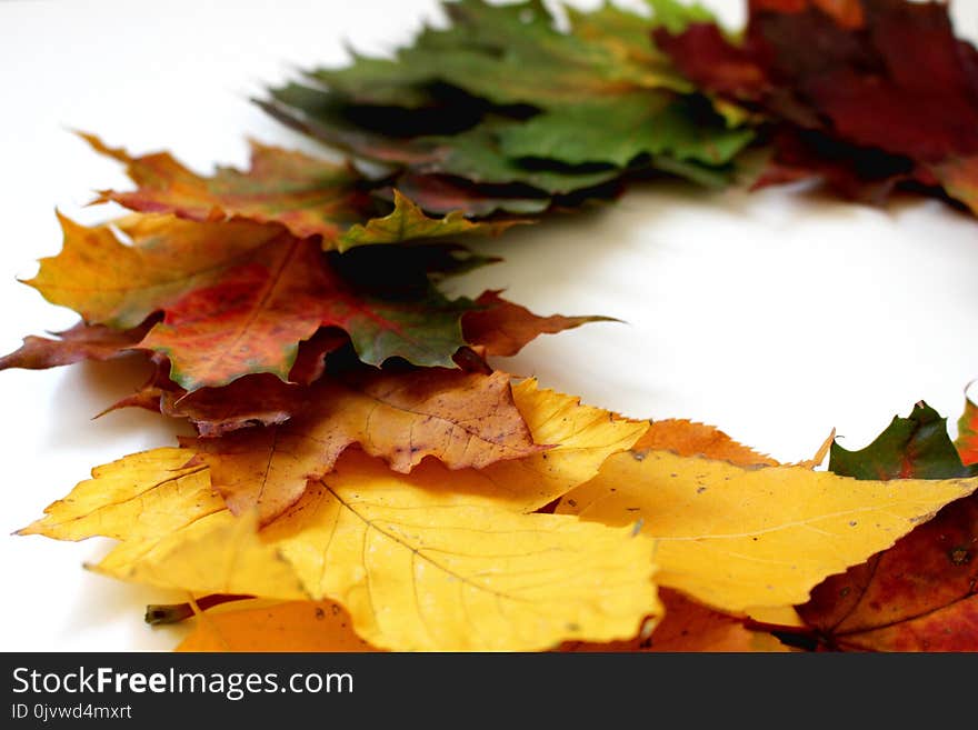 Leaf, Autumn, Maple Leaf