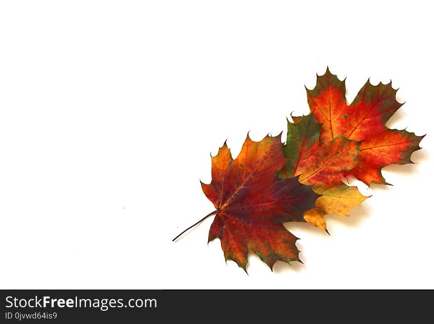 Leaf, Maple Leaf, Tree, Autumn