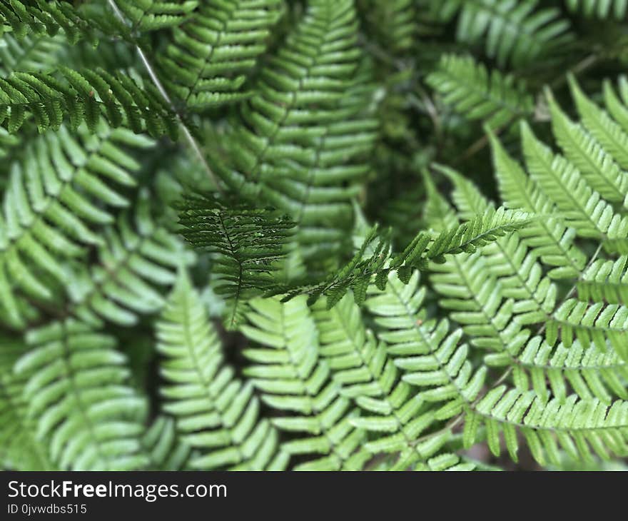 Vegetation, Ferns And Horsetails, Fern, Plant