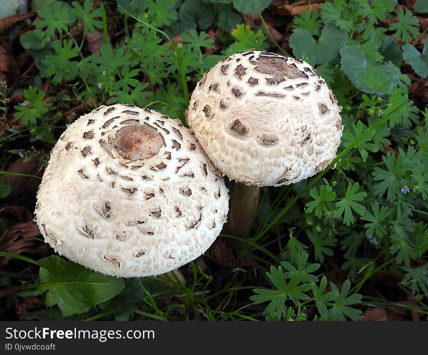 Mushroom, Fungus, Agaricaceae, Edible Mushroom