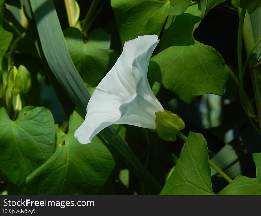 Plant, Flower, Flora, Leaf