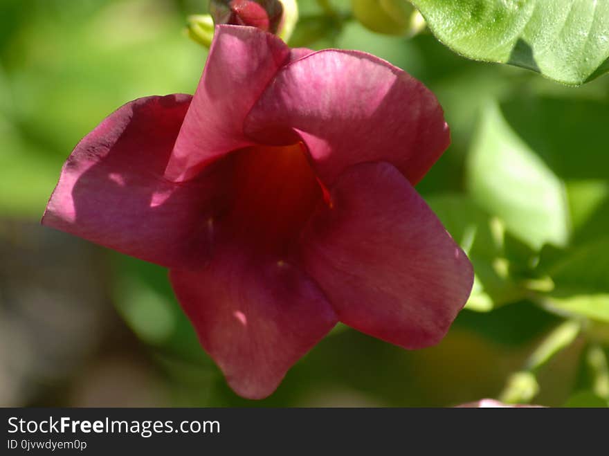 Flower, Flora, Petal, Close Up