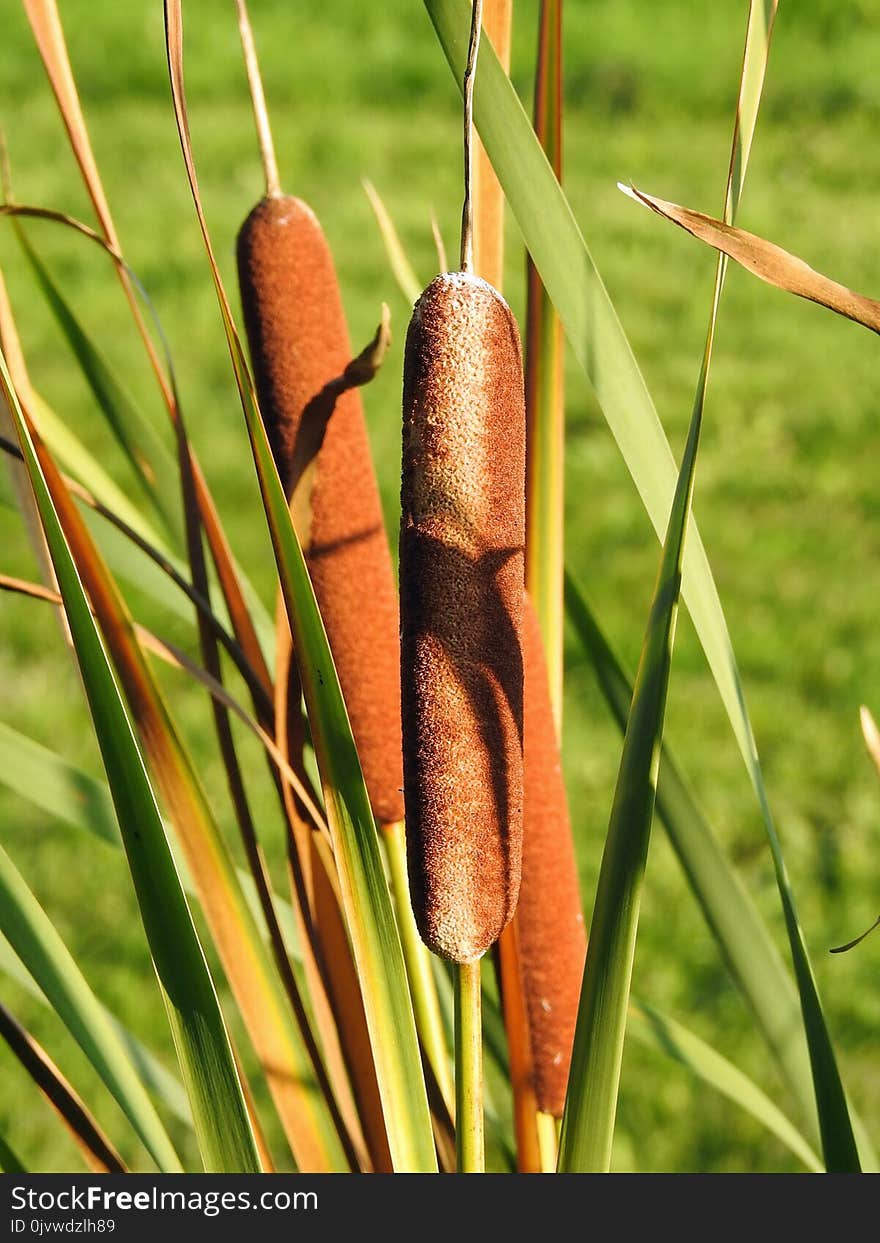 Grass Family, Flora, Insect, Grass