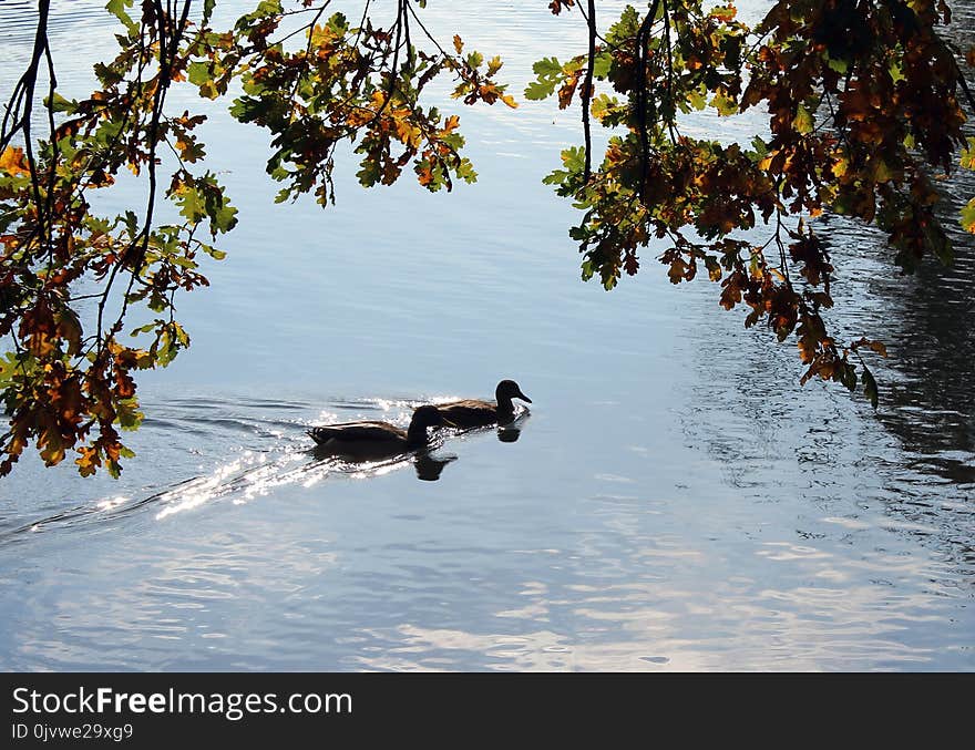 Water, Water Bird, Duck, Tree