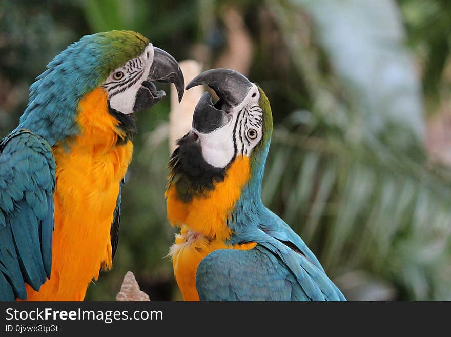 Bird, Macaw, Parrot, Beak