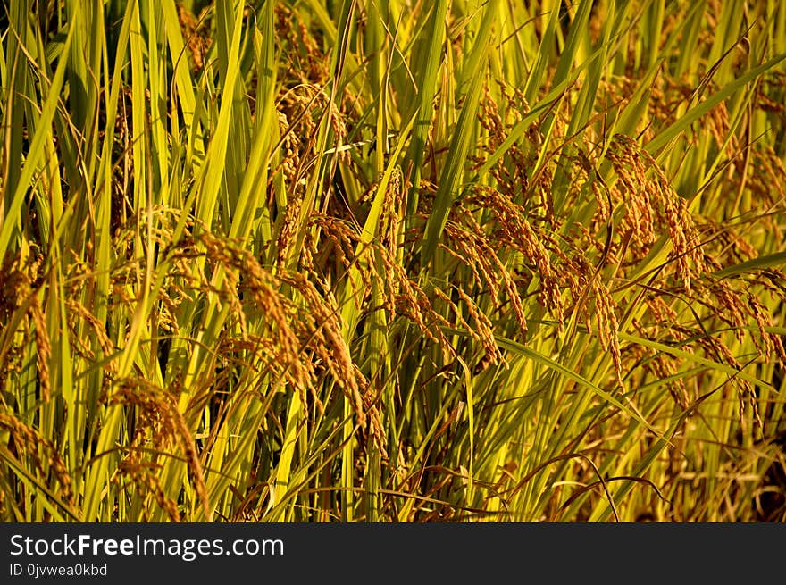 Vegetation, Crop, Grass, Field