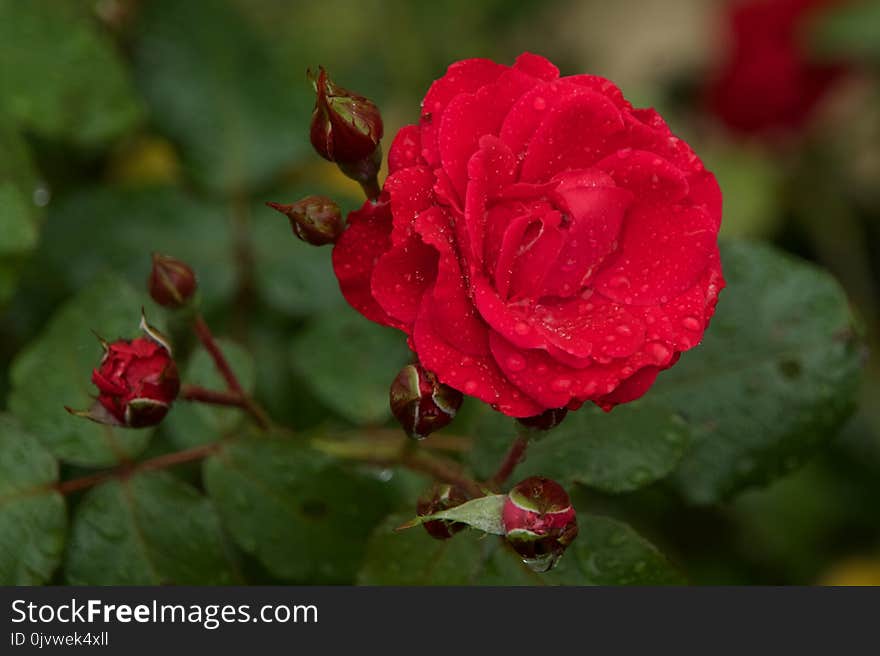 Flower, Rose, Rose Family, Floribunda