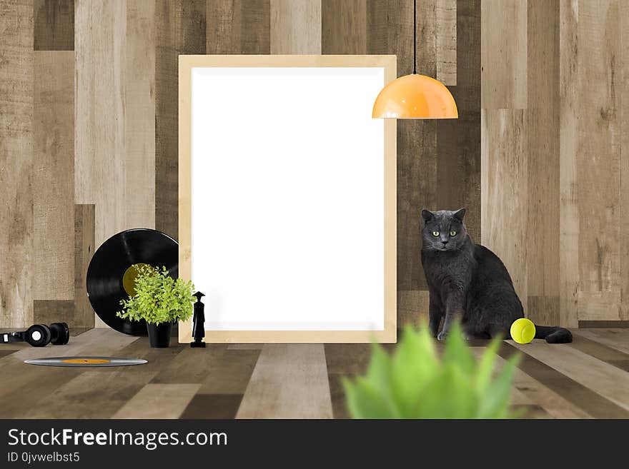 Yellow, Cat, Small To Medium Sized Cats, Interior Design