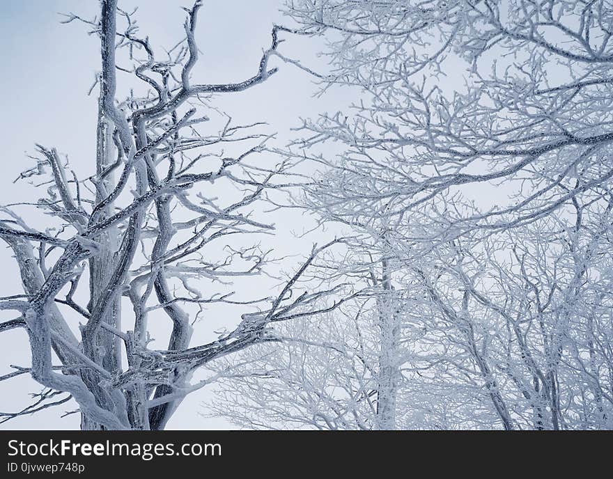 Branch, Tree, Winter, Sky