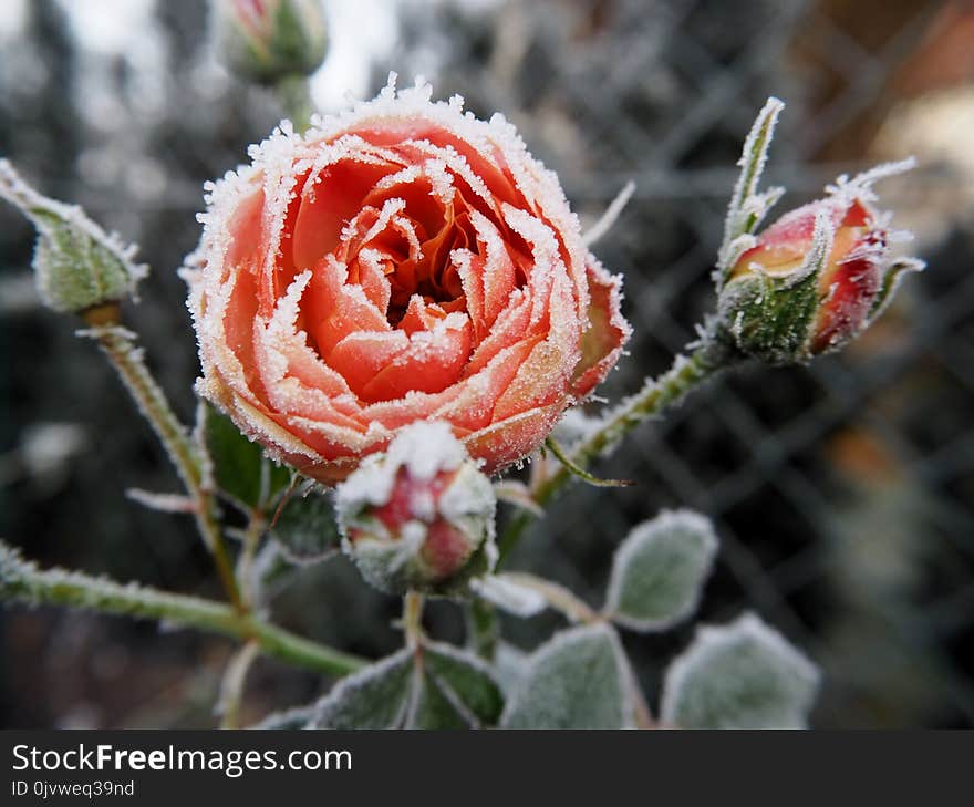 Flora, Flower, Plant, Rose Family