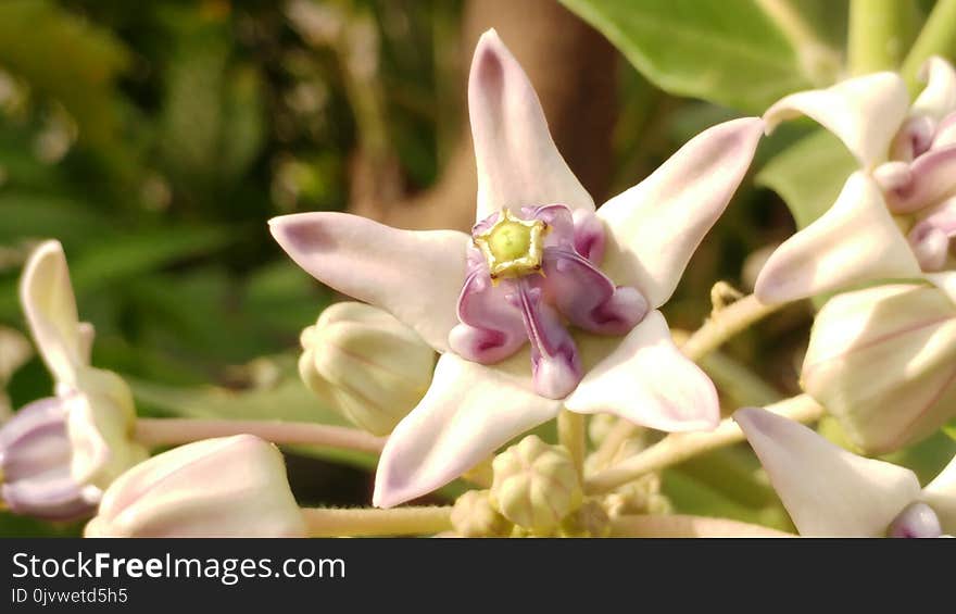 Flower, Flora, Plant, Flowering Plant