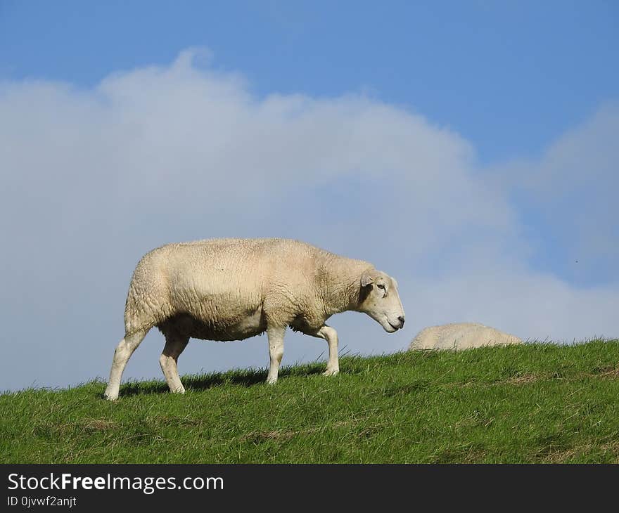 Grassland, Sheep, Ecosystem, Pasture