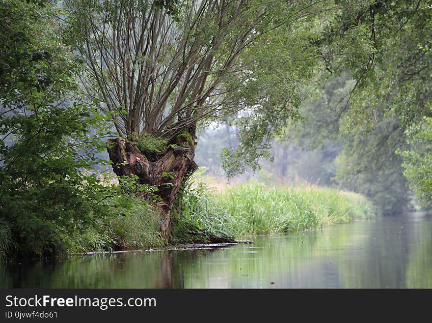 Water, Nature, Riparian Zone, Vegetation