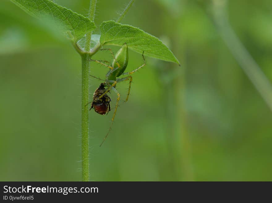 Insect, Pest, Membrane Winged Insect, Invertebrate