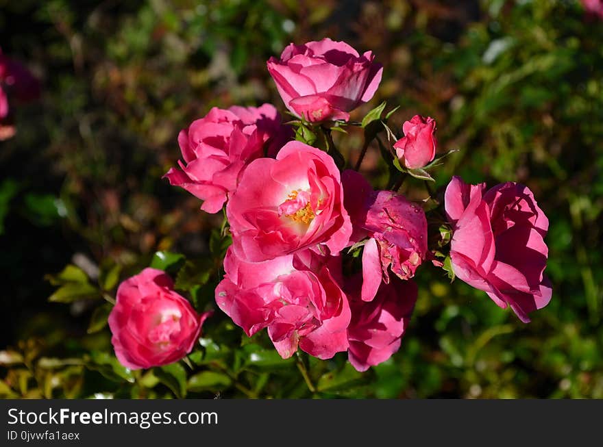 Rose, Rose Family, Flower, Pink