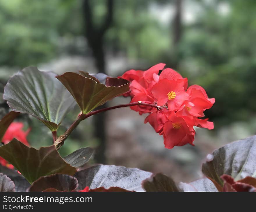 Flower, Plant, Flora, Vegetation