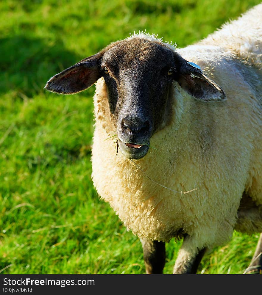 Sheep, Grass, Cow Goat Family, Pasture