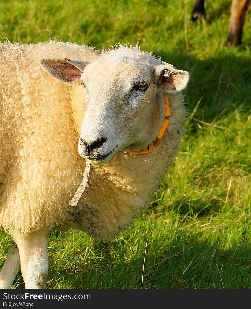 Sheep, Pasture, Grass, Cow Goat Family