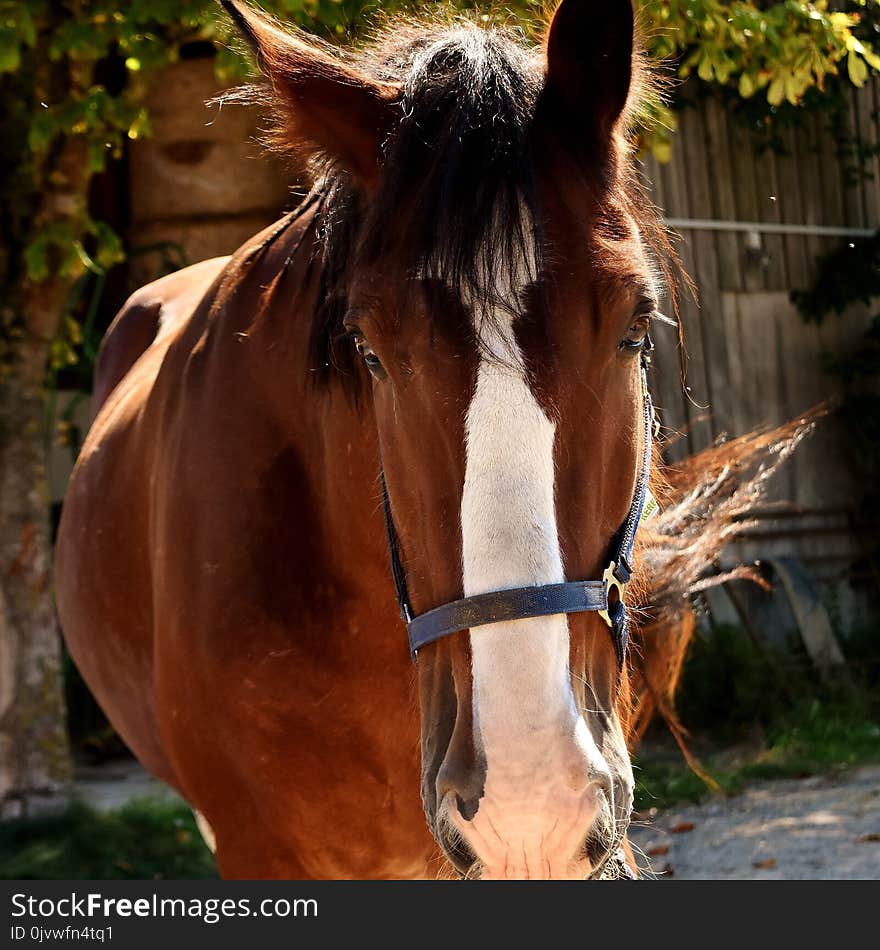 Horse, Bridle, Mane, Halter