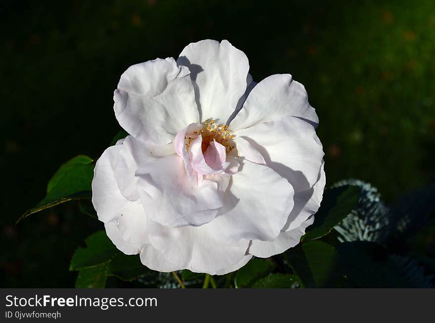 Flower, Rose Family, White, Rose