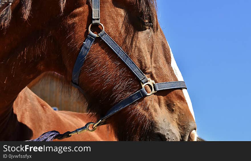 Bridle, Halter, Horse, Horse Tack