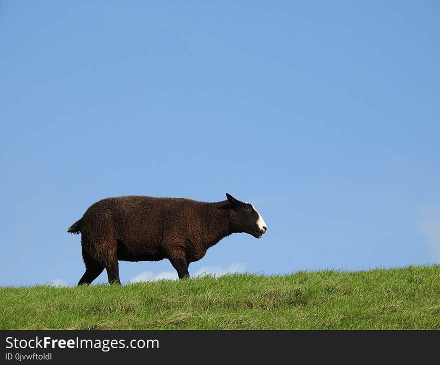 Cattle Like Mammal, Fauna, Grassland, Wildlife