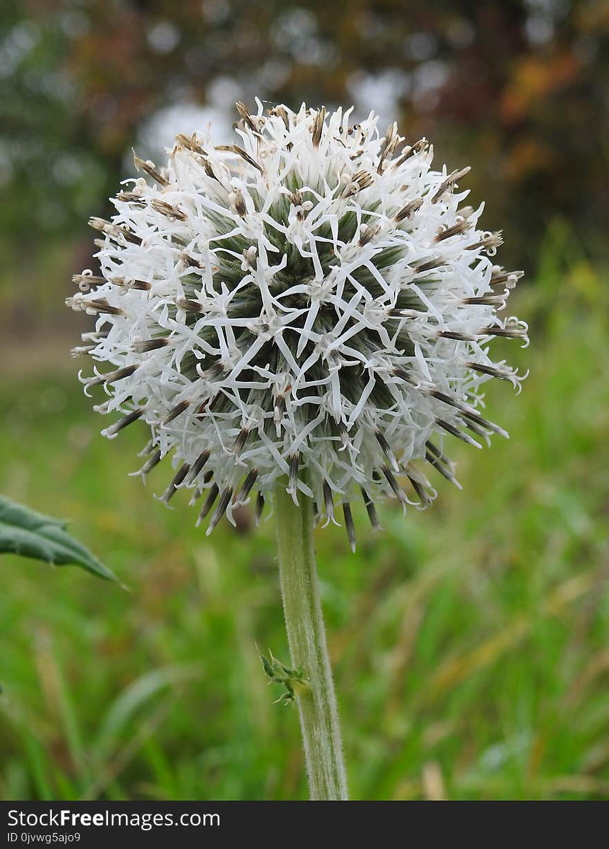 Plant, Flora, Flower, Subshrub