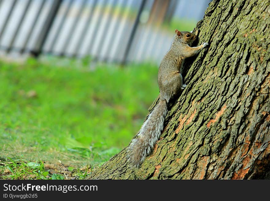 Fauna, Mammal, Tree, Squirrel