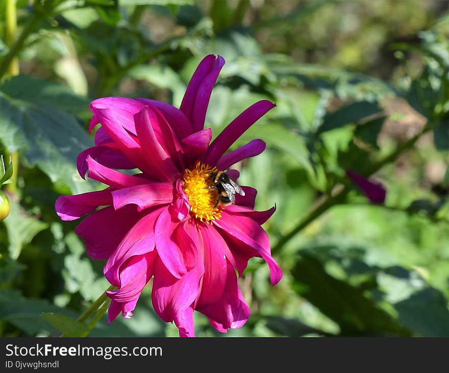 Flower, Plant, Flora, Nectar