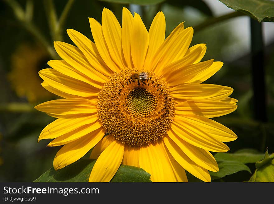 Flower, Sunflower, Yellow, Honey Bee